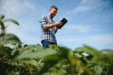 Çiftçi veya ziraatçı alanında yeşil soya bitkileri incelemek