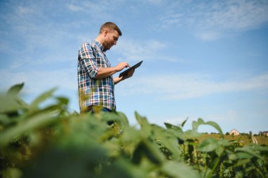 Agronomist tarlada yetişen soya fasulyesi ekinlerini inceliyor. Tarım üretim konsepti. Genç tarımcı yazın tarlada soya fasulyesi mahsulünü inceliyor. Soya tarlasında çiftçi