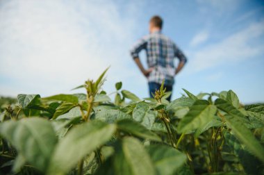 Agronomist tarlada yetişen soya fasulyesi ekinlerini inceliyor. Tarım üretim konsepti. Genç tarımcı yazın tarlada soya fasulyesi mahsulünü inceliyor. Soya tarlasında çiftçi
