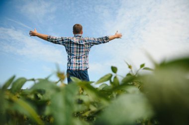 Soya tarlasında tarımcı çiftçi ekinleri kontrol ediyor. Organik gıda üretimi ve yetiştirilmesi.