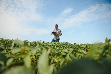 Agronomist tarlada yetişen soya fasulyesi ekinlerini inceliyor. Tarım üretim konsepti. Genç tarımcı yazın tarlada soya fasulyesi mahsulünü inceliyor. Soya tarlasında çiftçi