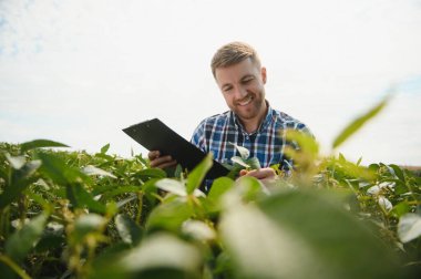Bir çiftçi yeşil fasulye tarlasını teftiş eder. Hasat konsepti.