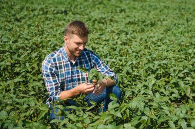 Agronomist tarlada yetişen soya fasulyesi ekinlerini inceliyor. Tarım üretim konsepti. Genç tarımcı yazın tarlada soya fasulyesi mahsulünü inceliyor. Soya tarlasında çiftçi