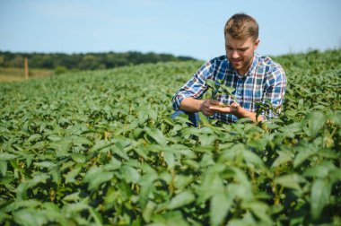 Soya tarlasında genç bir çiftçi.