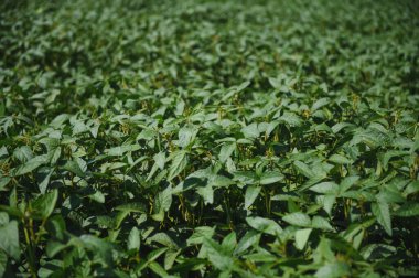 Soy pods at sunset, close up. Agricultural soy plantation and sunshine. Soy bean plant in sunny field . Green growing soybeans against sunlight.