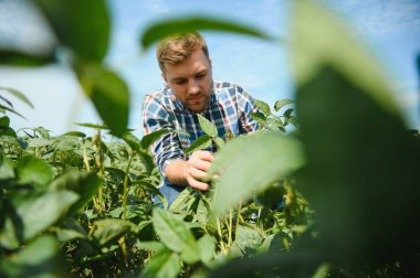 Soya tarlasında genç bir çiftçi.
