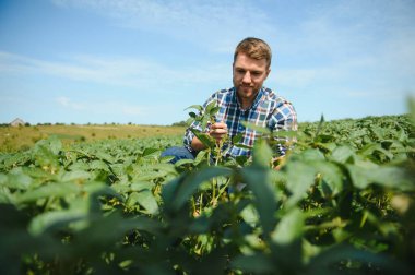 Agronomist tarlada yetişen soya fasulyesi ekinlerini inceliyor. Tarım üretim konsepti. Genç tarımcı yazın tarlada soya fasulyesi mahsulünü inceliyor. Soya tarlasında çiftçi