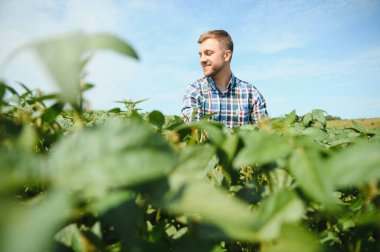 Agronomist tarlada yetişen soya fasulyesi ekinlerini inceliyor. Tarım üretim konsepti. Genç tarımcı yazın tarlada soya fasulyesi mahsulünü inceliyor. Soya tarlasında çiftçi