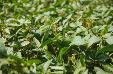 Soy pods at sunset, close up. Agricultural soy plantation and sunshine. Soy bean plant in sunny field . Green growing soybeans against sunlight.