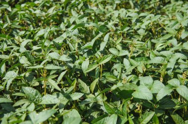 Gün batımında açık soya fasulyesi tarlası.