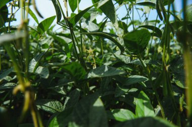 Soy pods at sunset, close up. Agricultural soy plantation and sunshine. Soy bean plant in sunny field . Green growing soybeans against sunlight.