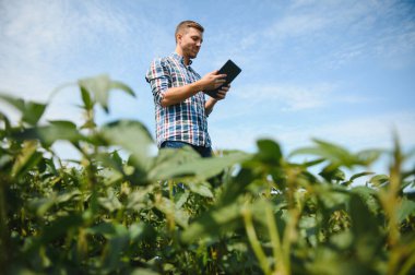 Bir çiftçi yeşil fasulye tarlasını teftiş eder. Hasat konsepti.