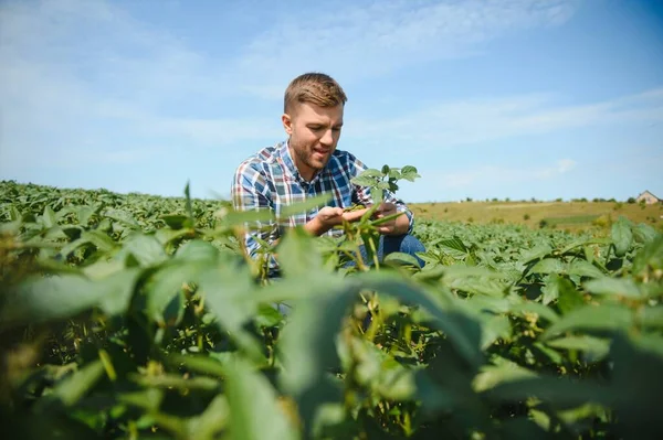 Agronomen Inspekterar Sojabönsodlingar Gården Jordbruksproduktion Ung Agronomen Undersöker Sojabönsodling Fältet — Stockfoto