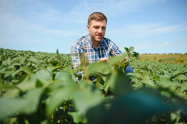 Agronomo Che Ispeziona Colture Soia Che Crescono Nel Campo Agricolo — Foto Stock