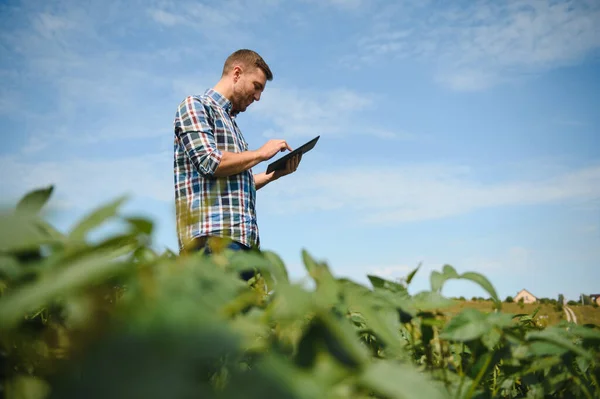 Agronomista Badający Uprawy Soi Rosnące Polu Uprawnym Koncepcja Produkcji Rolnej — Zdjęcie stockowe