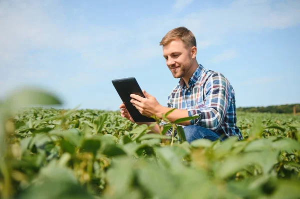 Agricultor Agrônomo Campo Soja Verificando Culturas Produção Cultivo Alimentos Biológicos — Fotografia de Stock