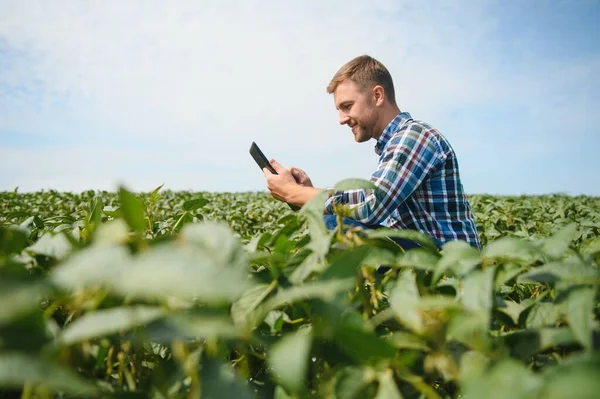 Agronomista Badający Uprawy Soi Rosnące Polu Uprawnym Koncepcja Produkcji Rolnej — Zdjęcie stockowe