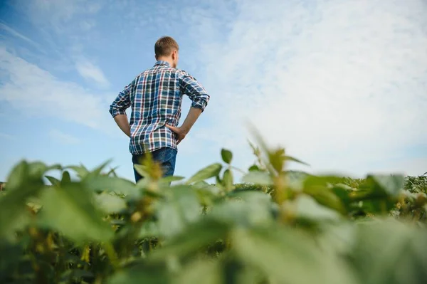 Jovem Agricultor Campos Soja — Fotografia de Stock