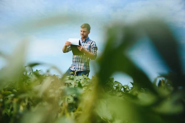 Agronomist Tarlada Yetişen Soya Fasulyesi Ekinlerini Inceliyor Tarım Üretim Konsepti — Stok fotoğraf