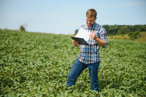 Agronomist Tarlada Yetişen Soya Fasulyesi Ekinlerini Inceliyor Tarım Üretim Konsepti — Stok fotoğraf