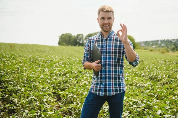 Agronomo Agricolo Nei Campi Soia Che Controlla Colture Produzione Coltivazione — Foto Stock