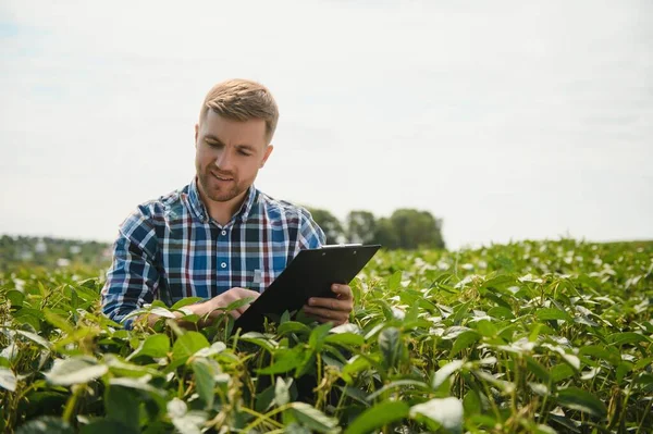 Agrónomo Que Inspecciona Los Cultivos Soja Que Crecen Campo Agrícola — Foto de Stock