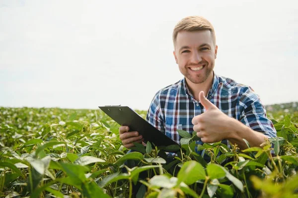 Zemědělec Nebo Agronomik Zkoumá Zelené Sójové Rostliny Terénu — Stock fotografie