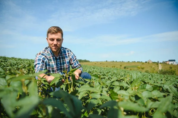 Agrónomo Que Inspecciona Los Cultivos Soja Que Crecen Campo Agrícola — Foto de Stock