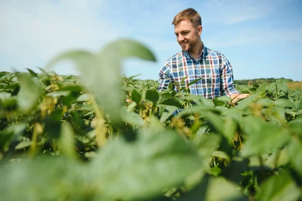 Agricultor Agrónomo Examinan Plantas Soja Verde Campo — Foto de Stock