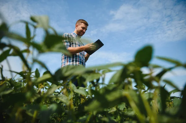 Agronomista Inspecionando Culturas Soja Que Crescem Campo Agrícola Conceito Produção — Fotografia de Stock