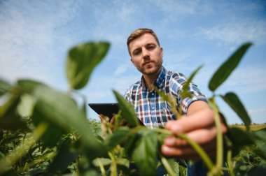 Agronomist tarlada yetişen soya fasulyesi ekinlerini inceliyor. Tarım üretim konsepti. Genç tarımcı yazın tarlada soya fasulyesi mahsulünü inceliyor. Soya tarlasında çiftçi