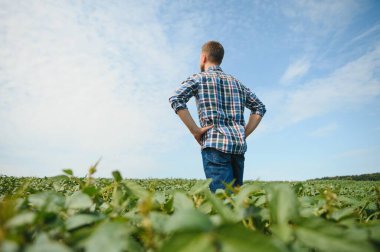 Agronomist tarlada yetişen soya fasulyesi ekinlerini inceliyor. Tarım üretim konsepti. Genç tarımcı yazın tarlada soya fasulyesi mahsulünü inceliyor. Soya tarlasında çiftçi