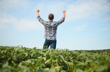 Soya tarlasında tarımcı çiftçi ekinleri kontrol ediyor. Organik gıda üretimi ve yetiştirilmesi.