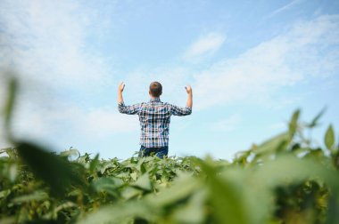 Bir çiftçi yeşil fasulye tarlasını teftiş eder. Hasat konsepti.