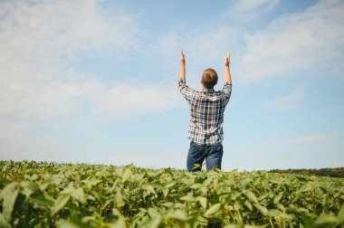 Soya tarlasında tarımcı çiftçi ekinleri kontrol ediyor. Organik gıda üretimi ve yetiştirilmesi.