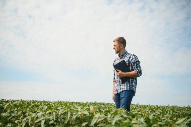 Agronomist tarlada yetişen soya fasulyesi ekinlerini inceliyor. Tarım üretim konsepti. Genç tarımcı yazın tarlada soya fasulyesi mahsulünü inceliyor. Soya tarlasında çiftçi