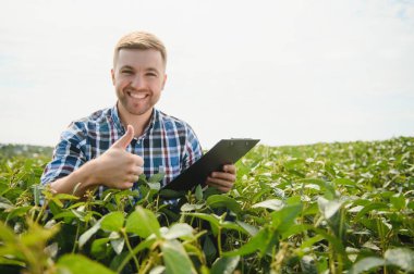 Agronomist tarlada yetişen soya fasulyesi ekinlerini inceliyor. Tarım üretim konsepti. Genç tarımcı yazın tarlada soya fasulyesi mahsulünü inceliyor. Soya tarlasında çiftçi