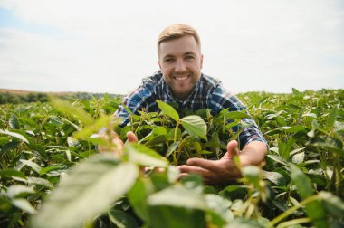 Agronomist tarlada yetişen soya fasulyesi ekinlerini inceliyor. Tarım üretim konsepti. Genç tarımcı yazın tarlada soya fasulyesi mahsulünü inceliyor. Soya tarlasında çiftçi