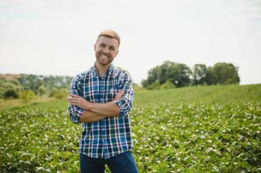 Agronomist tarlada yetişen soya fasulyesi ekinlerini inceliyor. Tarım üretim konsepti. Genç tarımcı yazın tarlada soya fasulyesi mahsulünü inceliyor. Soya tarlasında çiftçi