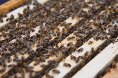 Arılar bal peteğinde. Arılı bal hücresi. Apiculture. Apiary. Tahta arı kovanı ve arılar. Arı kovanında bal arıları, kovan çerçeveleri, üst manzara. Yumuşak odak.