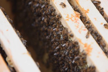 Arılar bal peteğinde. Arılı bal hücresi. Apiculture. Apiary. Tahta arı kovanı ve arılar. Arı kovanında bal arıları, kovan çerçeveleri, üst manzara. Yumuşak odak.
