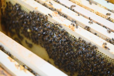Arılar bal peteğinde. Arılı bal hücresi. Apiculture. Apiary. Tahta arı kovanı ve arılar. Arı kovanında bal arıları, kovan çerçeveleri, üst manzara. Yumuşak odak.