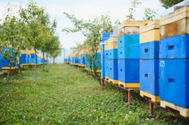 Arıcılık, arıcılık, uçuşan arıcılık.