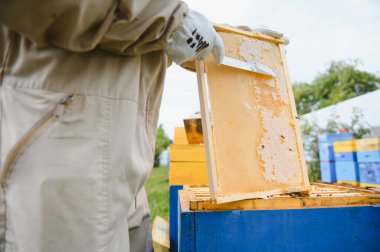Arı yetiştiricisi bal topluyor. Arıcılık konsepti