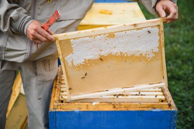 Arı yetiştiricisi yaz günü arıcıda bal peteği çerçevesini inceliyor. Arı kovanında çalışan bir adam. Apiculture. Arıcılık konsepti.