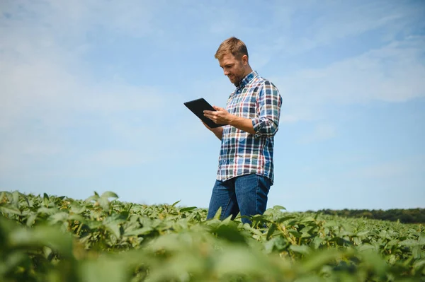 Joven Agricultor Campos Soja — Foto de Stock