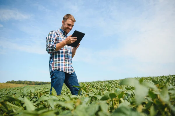 Ein Bauer Inspiziert Ein Grünes Sojabohnenfeld Das Konzept Der Ernte — Stockfoto