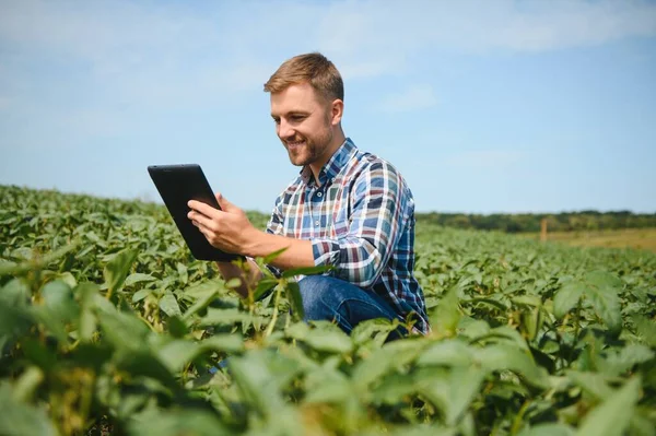 Ein Bauer Inspiziert Ein Grünes Sojabohnenfeld Das Konzept Der Ernte — Stockfoto