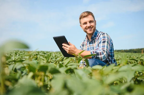 Agronomista Badający Uprawy Soi Rosnące Polu Uprawnym Koncepcja Produkcji Rolnej — Zdjęcie stockowe