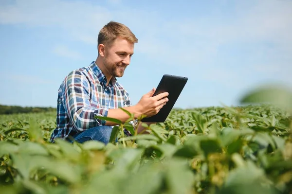 Landwirt Oder Agrarwissenschaftler Untersuchen Grüne Sojabohnenpflanzen Auf Dem Feld — Stockfoto